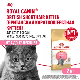 Сухой корм Royal Canin Kitten British Shorthair для котят, 2 кг