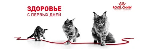 Сухой корм Royal Canin Kitten для котят, 10 кг фото 17