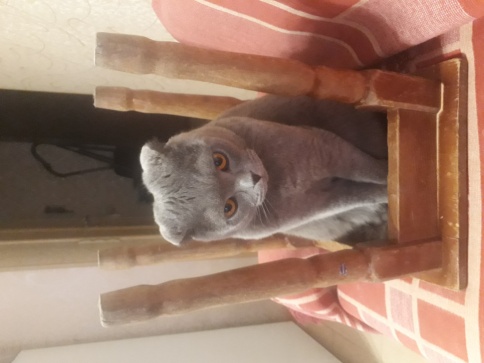 Dailycat Adult Sterli Lite Turkey & Rice для взрослых кастрированных и стерилизованных кошек с индейкой и рисом -10 кг фото 2