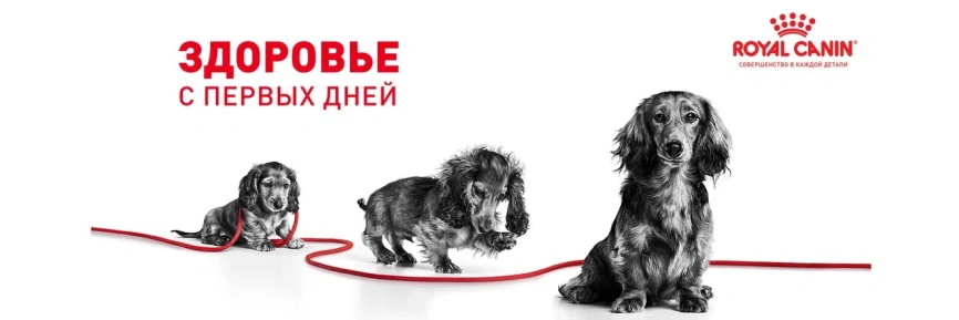 Сухой корм Royal Canin Mini Starter Mother & Babydog для щенков и кормящих сук, 3 кг фото 15