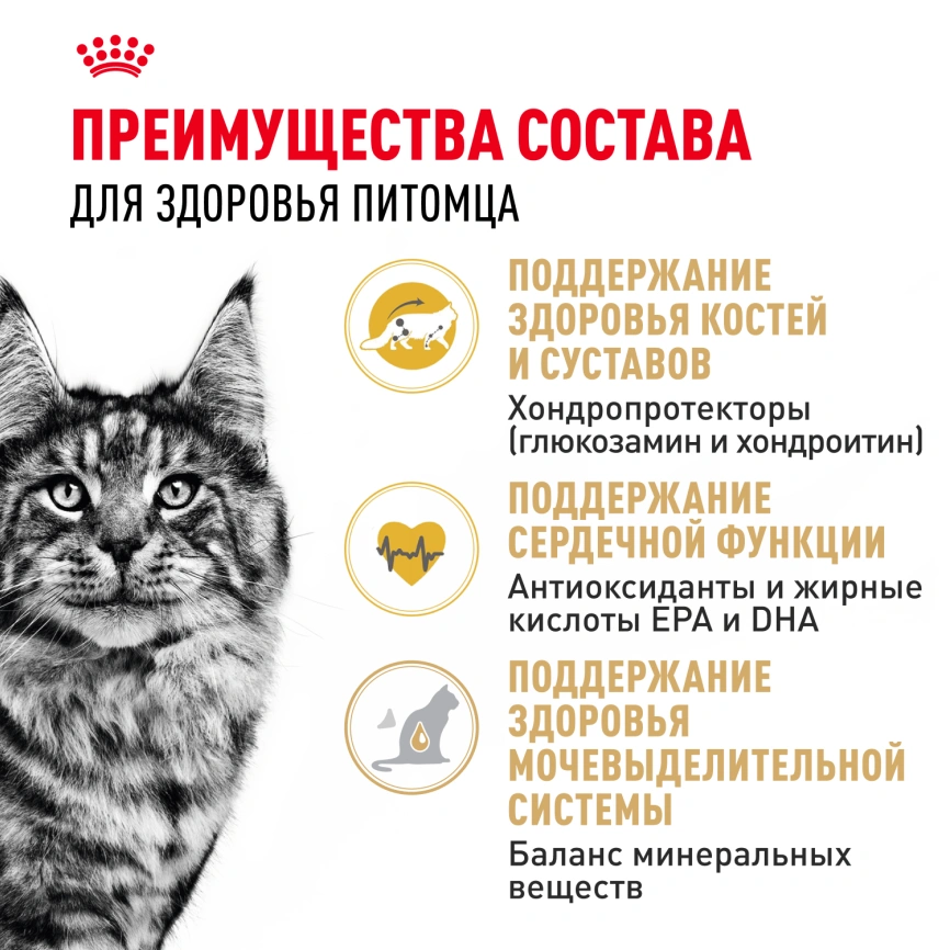 Сухой корм Royal Canin Maine Coon для кошек, 10 кг фото 3