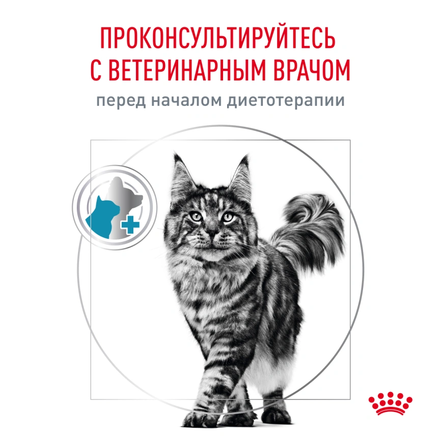 Сухой корм Royal Canin Skin & Coat для кошек, 1,5 кг фото 8