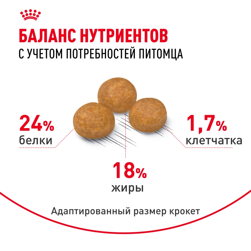 Сухой корм Royal Canin X-Small Adult для собак, 500 г фото 4