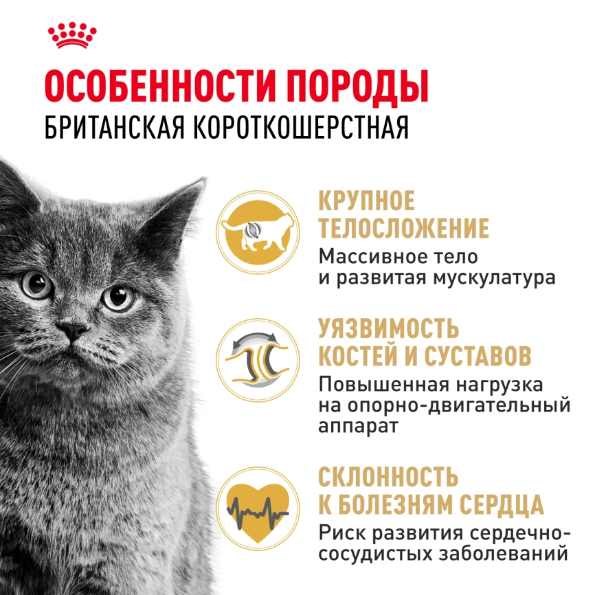 Сухой корм Royal Canin British Shorthair для кошек породы британская короткошерстная, 10 кг фото 3