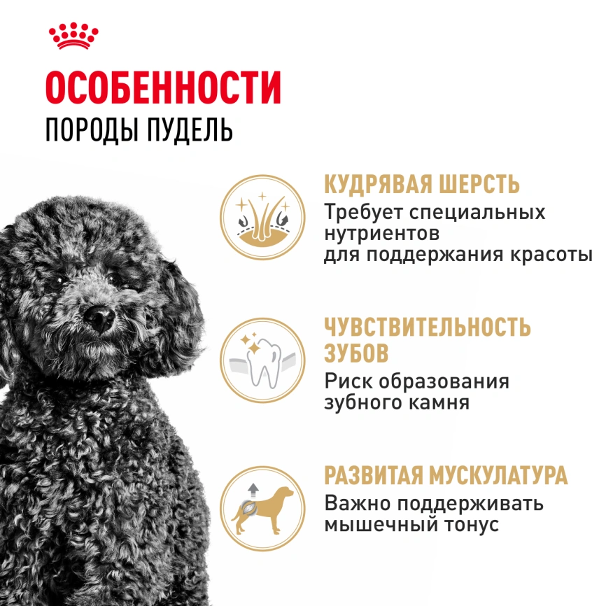 Сухой корм Royal Canin Poodle Adult для взрослых собак, 1,5 кг фото 3