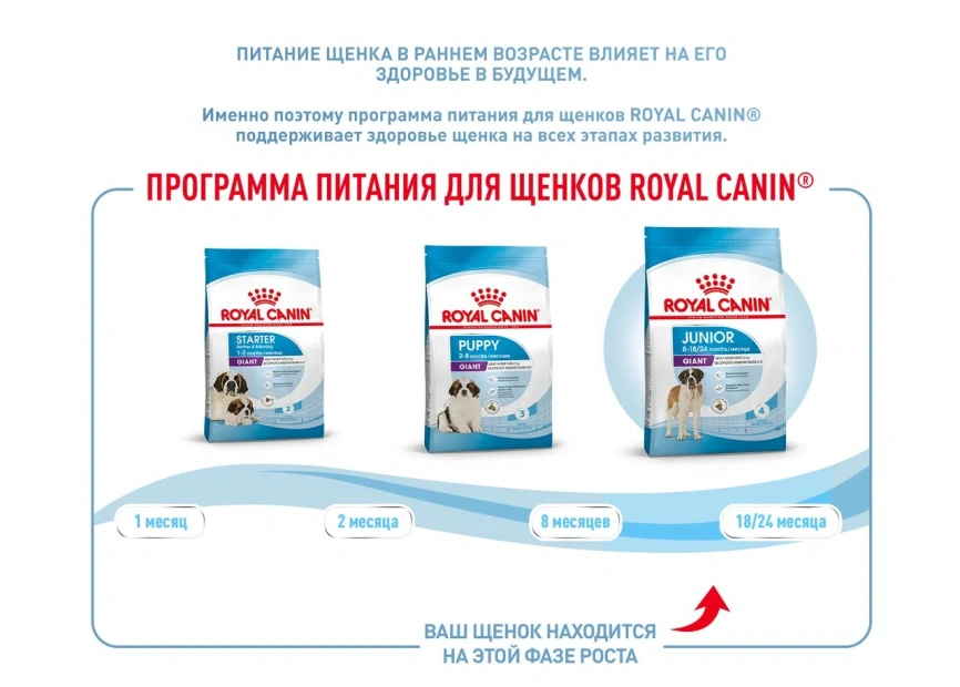 Сухой корм Royal Canin Giant Junior для щенков, 3,5 кг фото 15