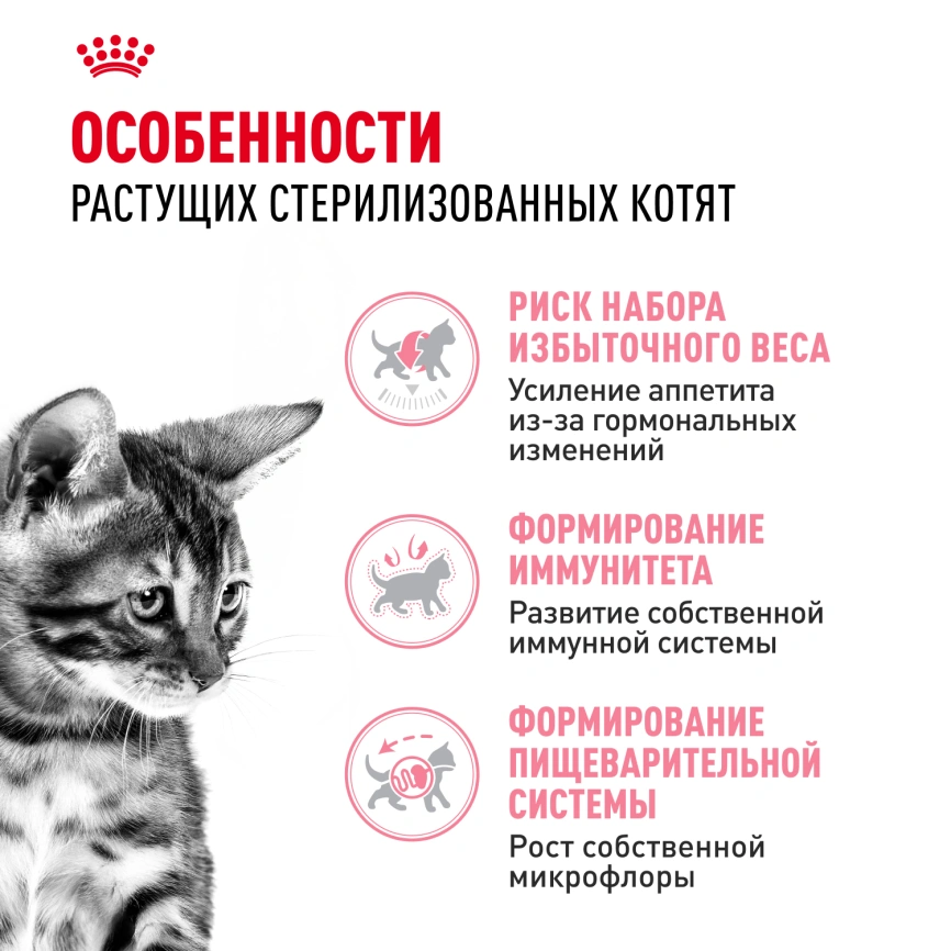 Сухой корм Royal Canin Kitten Sterilised для котят, 3,5 кг фото 2