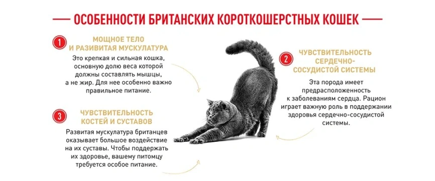 Сухой корм Royal Canin British Shorthair для кошек породы британская короткошерстная, 10 кг фото 21