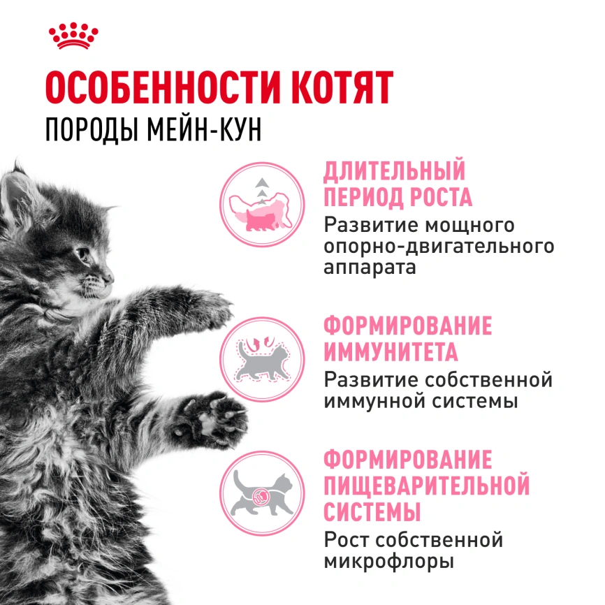 Сухой корм Royal Canin Kitten Maine Coon для котят, 2 кг фото 2